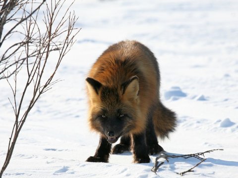 В Саратовской области разрешили застрелить тысячи лис