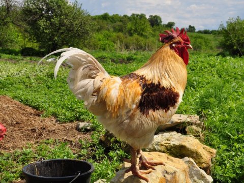 Директора «Покровской птицефабрики» наказали за отходы на незащищенном грунте