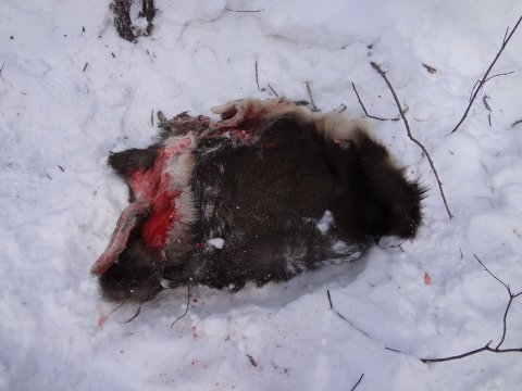 На трассе под Саратовом из снегохода выпала голова лося