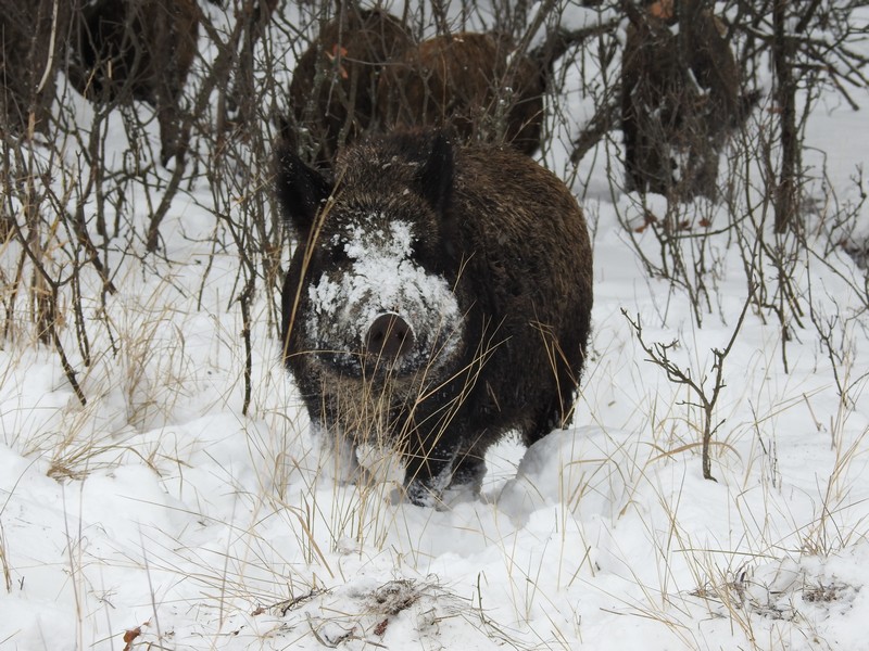У браконьеров из Балаковского и Балтайского районов нашли косулю и четырех кабанчиков