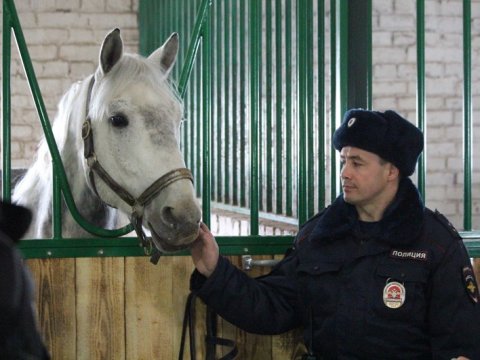 Скандал с голодающими лошадьми в Саратове завершился открытием новой полицейской конюшни