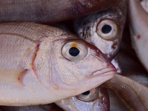 Роспотребнадзор: Саратовцам продают рыбу без токсинов, но с паразитами