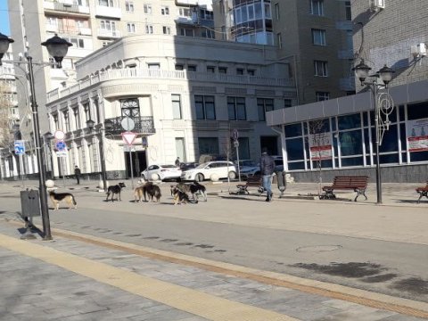 Пешеходную Волжскую в Саратове оккупировали бродячие собаки