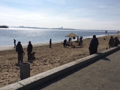 Саратовский общественник возмущен массовым выгулом собак на пляже в Затоне