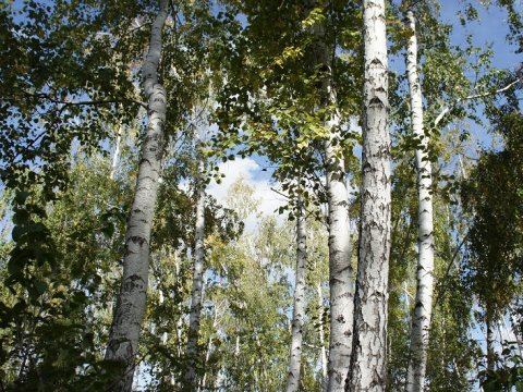 Саратовскому УФСИН потребовалось 1,4 гектара леса