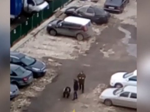 Гуляющего в Саратове медвежонка сняли на видео