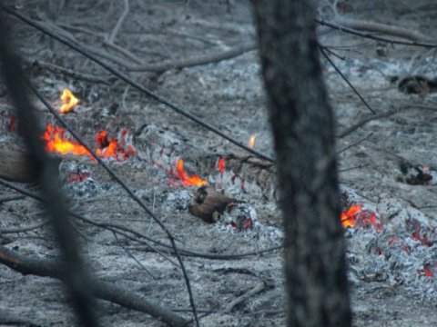 Региональное минприроды установило дату начала пожароопасного сезона в лесах