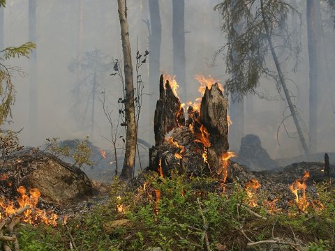 За мусор и костры в саратовских лесах бизнесменам грозят штрафы до миллиона рублей