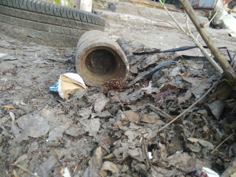 Среди жилых домов в Заводском районе нашли артиллерийский снаряд