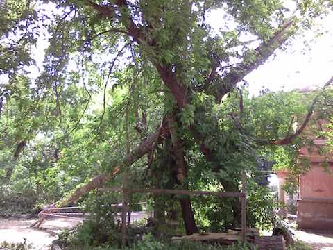 В Заводском районе на молодую женщину упало дерево