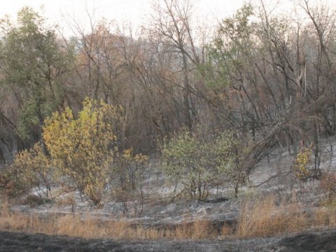 Из-за опасности пожаров в саратовских лесах усилено патрулирование
