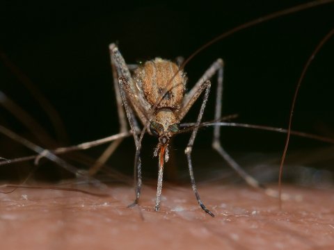 Саратовцы попросили мэра избавить их от комаров