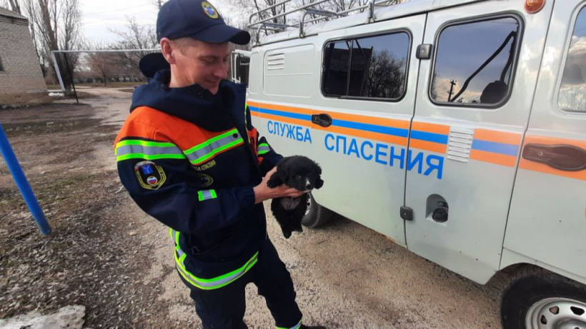 В Новоузенске спасатели достали из колодца четырех щенков