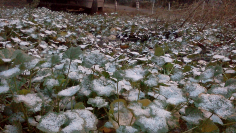 В Саратовской области сохраняется оранжевый уровень опасности из-за заморозков