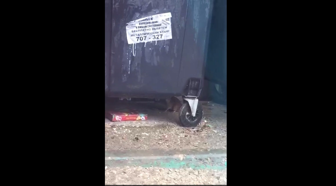 Жители саратовского микрорайона пожаловались на жирных крыс рядом с мусорками
