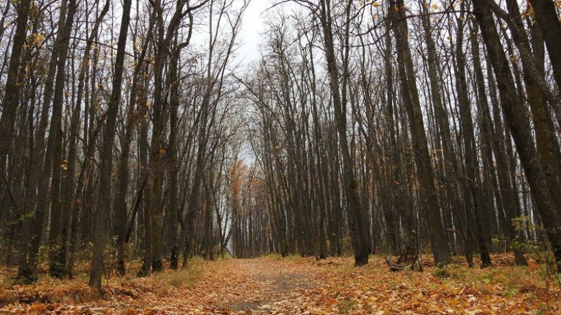 Бусаргин поручил засадить деревьями все неплодородные почвы Саратовской области