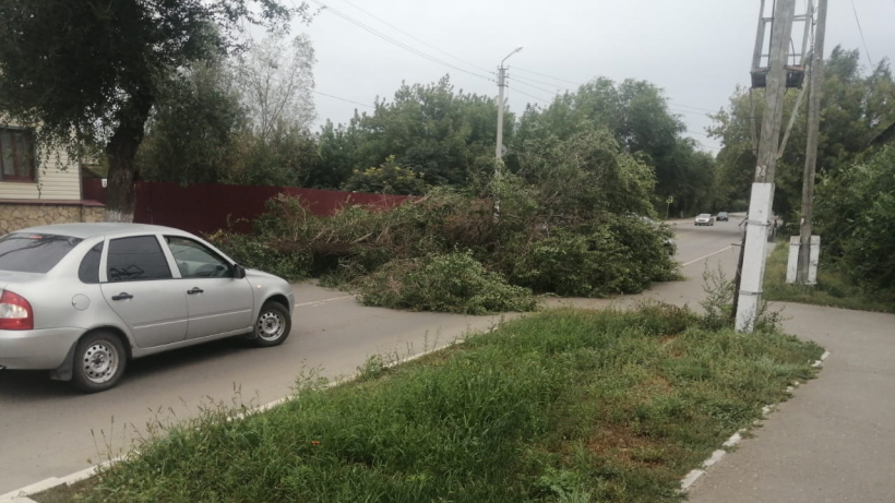 В Красноармейске ветер повалил дерево на дорогу