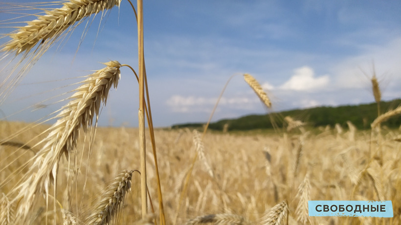 Селекционеры или застройщики Почему агропромышленный комплекс РФ находится в серьезной зависимости от ввозимых семян