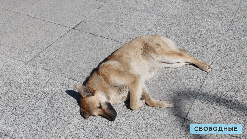В графике отлова бездомных собак в Саратовской области допустили экстренные изменения для ловли опасных животных