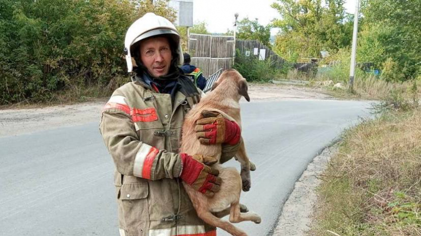 Вольские спасатели помогли выбраться собаке из колодца