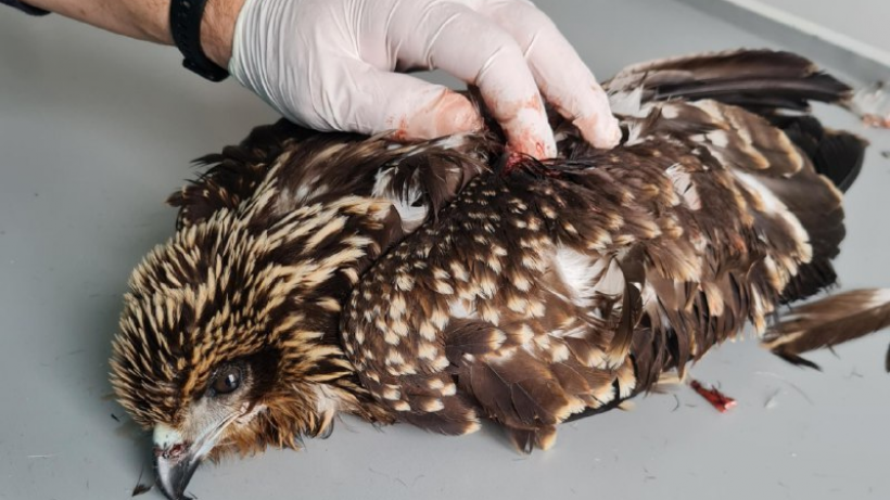 В Саратовской области ветеринары спасли краснокнижную птицу