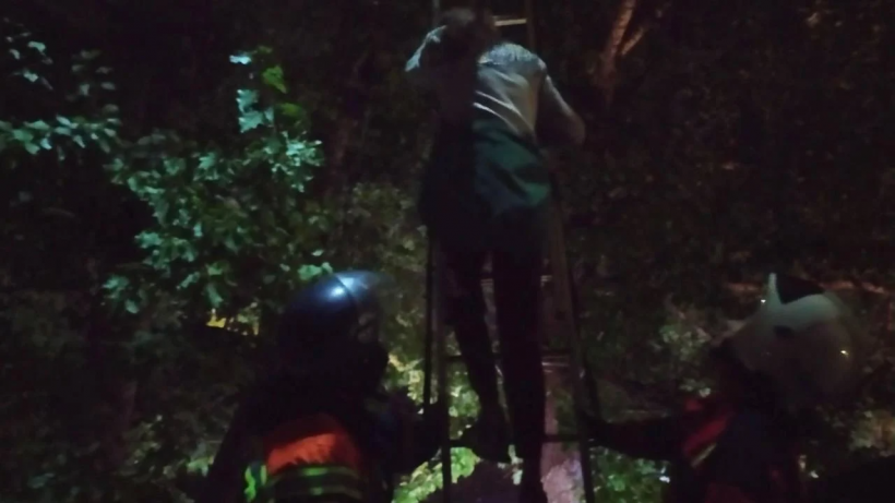 Ночью в Саратове спасатели сняли с высокого дерева подростка, который полез доставать кота