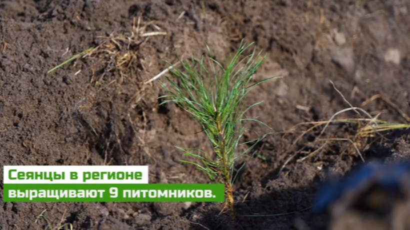 Бусаргин: В Саратовской области высадили почти тысячу гектаров леса
