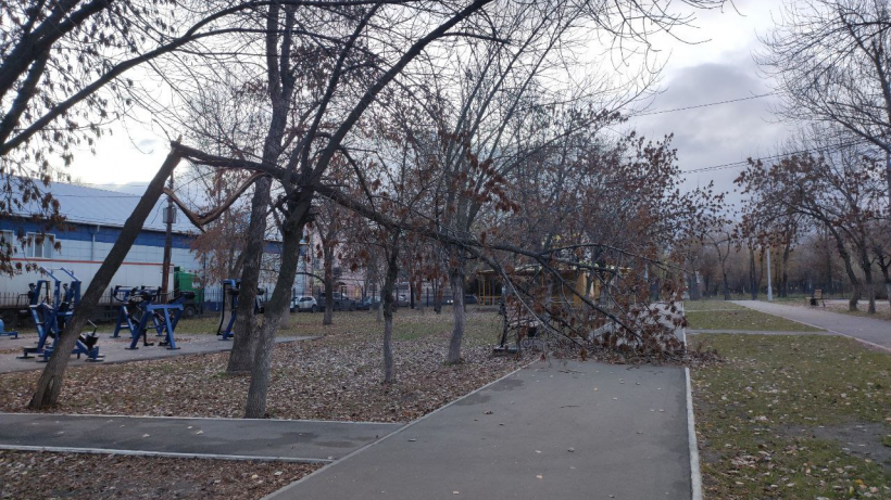 Из-за сильного ветра в сквере Дружбы народов дерево сломалось и упало на пешеходную зону