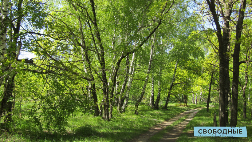 В следующем году в Саратовской области хотят высадить четыре тысячи гектаров леса