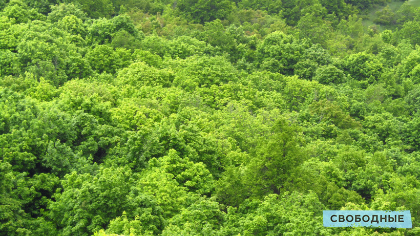В Саратовской области восстановили на 800% больше леса, чем вырубили