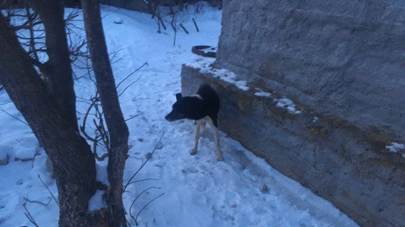 В Пугачеве спасатели достали собаку из закрытой плитами ямы