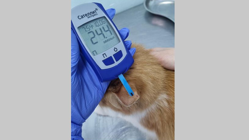 Ветеринары рассказали о саратовском коте Маризе, который лечится от диабета инсулинотерапией
