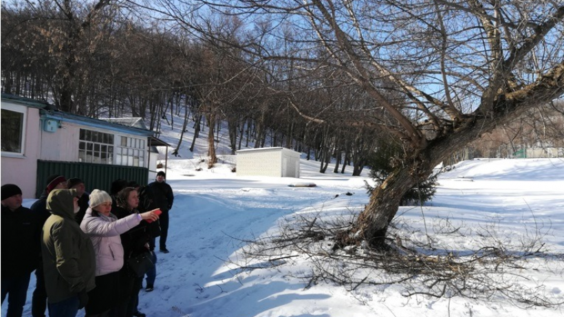 В лагере Лесная республика планируют вырубку деревьев. Их признали аварийными