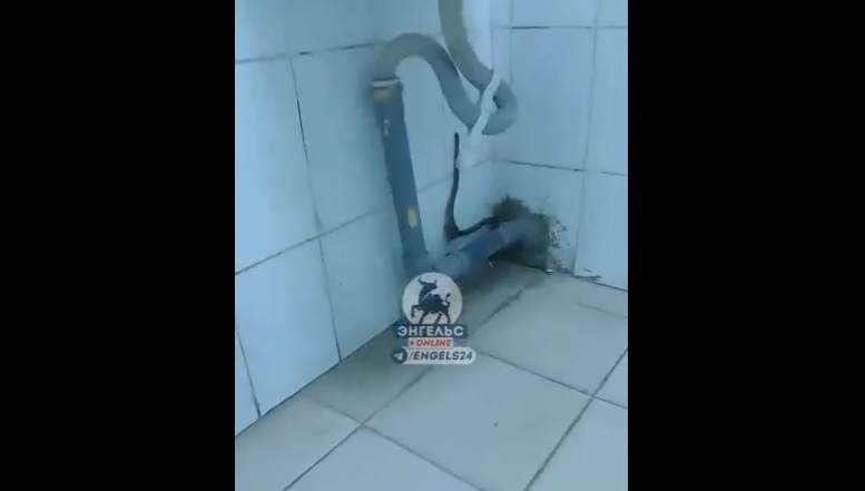 Змея заползла в туалет энгельсской школы через разрушенную стену и попала на видео
