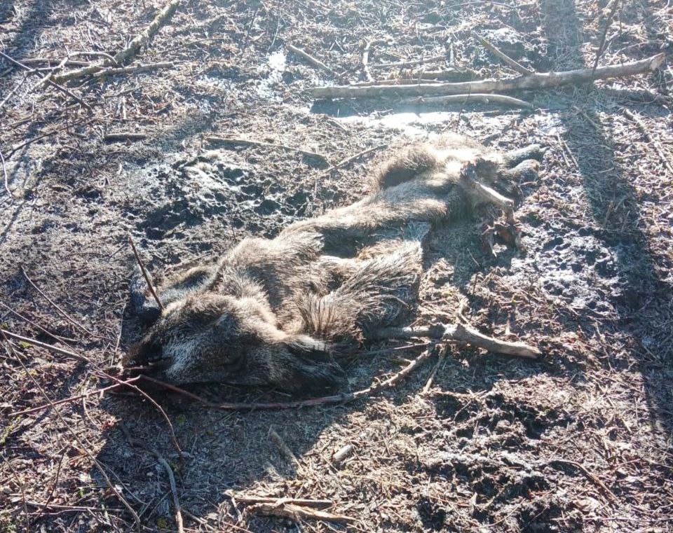 В Саратове пользователю охотничьего хозяйства объявили предостережение из-за трупа дикого кабана