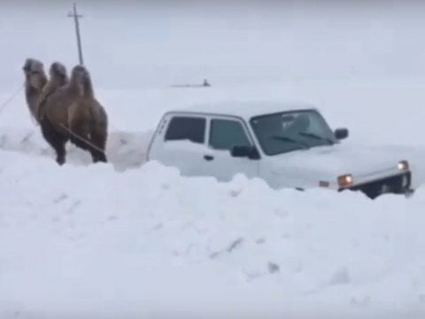 Очевидец: В Саратове из снега «Ниву» вытаскивал верблюд