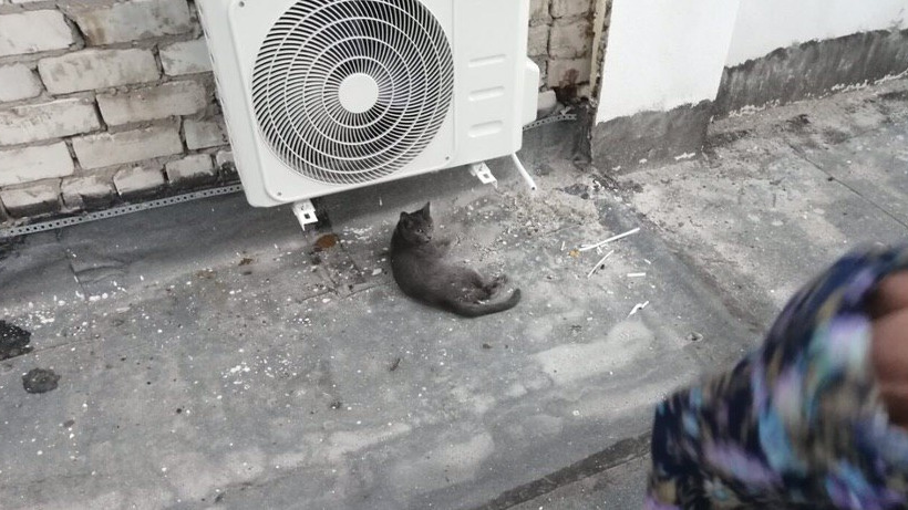 В Саратове кошка выжила после падения с девятого этажа