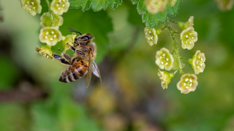 К умирающим петровским пчелам выехали специалисты из областного управления ветеринарии