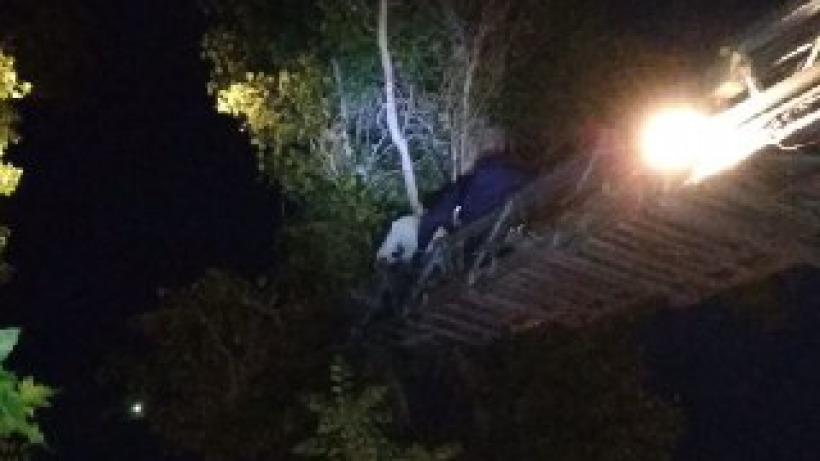 В Балакове спасатели с помощью пожарной лестницы сняли с дерева мужчину с котенком