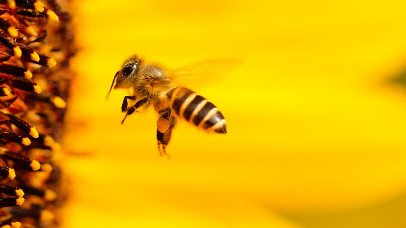 В Петровском районе погибло 872 пчелиные семьи