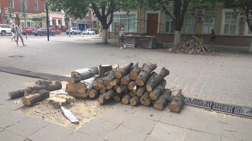 На проспекте Кирова в Саратове начали пилить деревья