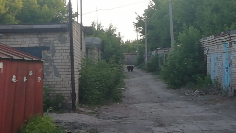 В Балакове сбежавший из цирка медведь напал на двух жителей