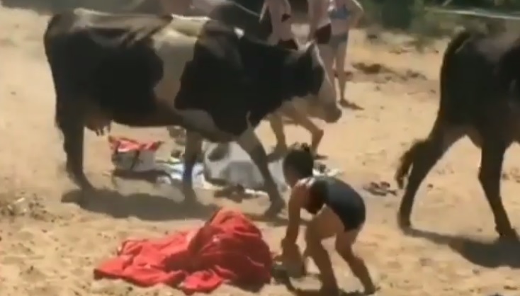 В Саратовской области коровы прогнали людей с пляжа. Видео