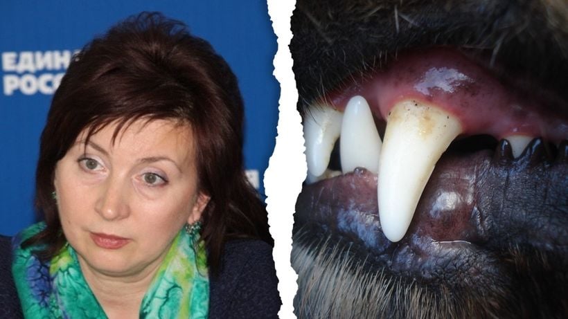 Саратовчанка рассказала о нападении на нее бойцовской собаки депутата-единоросса