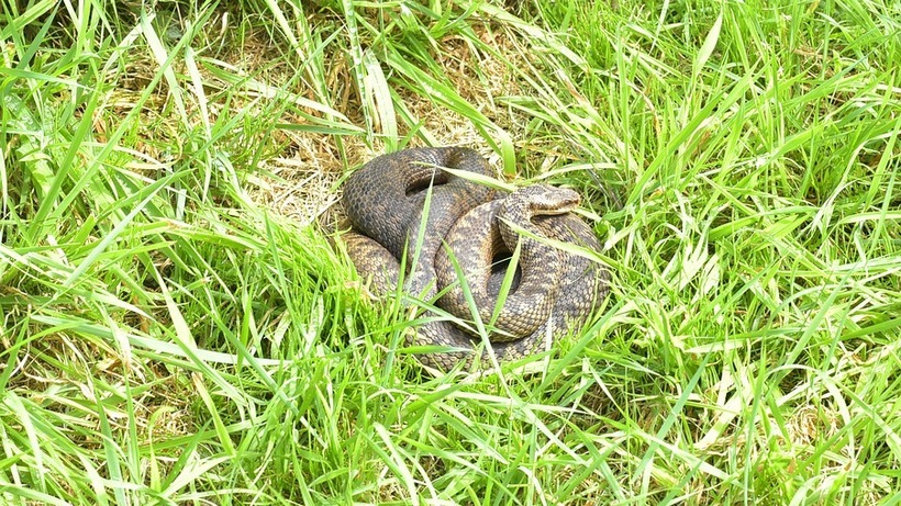 В Алгайском районе от укуса змеи погибла молодая женщина