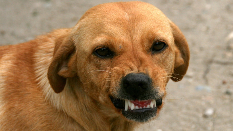 В Татищевском районе собака откусила часть уха маленькой девочке