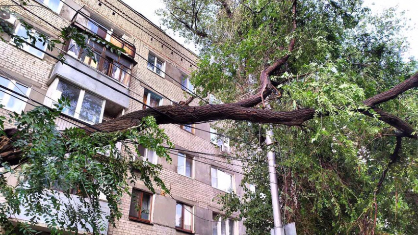 После ливня в районе саратовского драмтеатра на проводах повисло дерево
