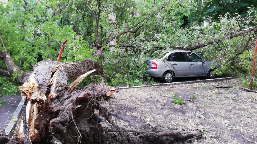 Гроза в Саратове. Во дворе на Шелковичной упавшее дерево помяло две машины