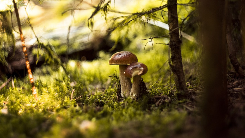 Роспотребнадзор: В этом году саратовцы пока не травились грибами
