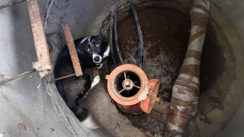 В Ершове спасатели достали собаку из открытого колодца